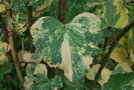 vignette Fallopia japonica 'Variegata'