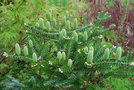 vignette Abies koreana 'Silberlocke'