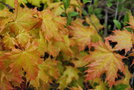 vignette Acer platanoides 'Golden Globe'