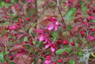 vignette Malus 'Diable Rouge'