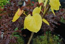 vignette Cercis canadensis 'Melon Beauty'