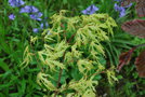 vignette Acer palmatum 'Ghost'