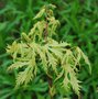 vignette Acer palmatum 'Ghost'