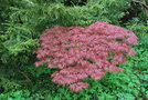 vignette Acer palmatum cv.