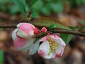 vignette Chaenomeles 'Flocon Rose'