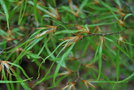 vignette Fagus sylvatica 'Mercedes'