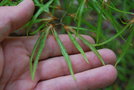 vignette Fagus sylvatica 'Mercedes'