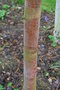 vignette Betula