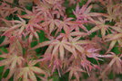 vignette Acer palmatum cv.