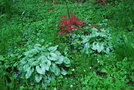 vignette Brunnera macrophylla 'Jack Frost'