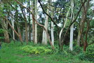 vignette Ppinires Hennebelle, Boubers-sur-Canche, Pas-de-Calais