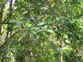 vignette Zygogynum pomiferum subsp. pomiferum