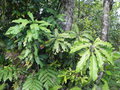 vignette Oxera merytifolia