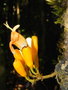 vignette Oxera merytifolia
