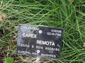vignette Carex remota