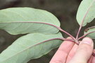 vignette Schefflera pauciflora WWJ11999