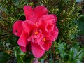 vignette Camellia japonica Mark Alan au 20 12 14