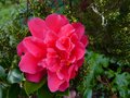vignette Camellia japonica Mark Alan autre vue au 20 12 14