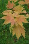 vignette Acer pseudoplatanus 'Brillantissimum'