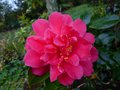 vignette Camellia japonica Mark Alan gros plan au 20 12 14