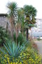 vignette Furcraea parmentieri & Cordyline & Trachycarpus