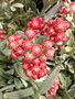 vignette Helichrysum 'Ruby Cluster'