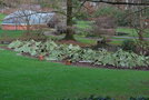 vignette Gunnera manicata