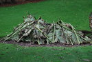 vignette Gunnera manicata