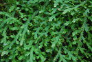 vignette Selaginella tenuissima