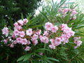 vignette Laurier rose - Nerium oleander, fleur double