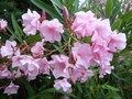 vignette Laurier rose - Nerium oleander, fleur double