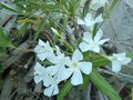 vignette Laurier rose - Nerium oleander, blanc, fleur simple