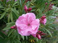 vignette Nerium oleander - Laurier rose, fleur double