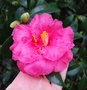 vignette Camellia japonica 'Jessie Katz'   (USA , 1948)