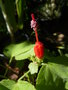 vignette Malvaviscus arboreus - Hibiscus piment