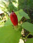 vignette Malvaviscus arboreus - Hibiscus piment