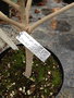 vignette Dombeya acutangula subsp. rosea