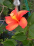 vignette Hibiscus fragilis