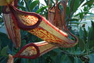 vignette Nepenthes x coccinea