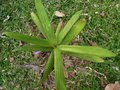 vignette Dypsis angustifolia