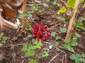 vignette Zingiber chrysanthum CHB14.CH.95