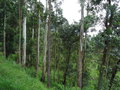 vignette Eucalyptus