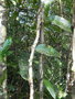 vignette Clematepistephium smilacifolium