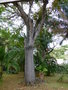 vignette Swietenia mahagoni - Acajou des Antilles - Mahogany Tree