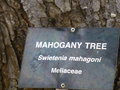 vignette Swietenia mahagoni - Acajou des Antilles - Mahogany Tree