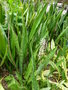 vignette Sansevieria, floraison