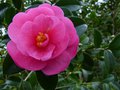 vignette Camellia williamsii Brigadoon autre gros plan au 28 12 14