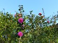 vignette Camellia williamsii Brigadoon premires fleurs au 28 12 14