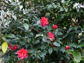 vignette Camellia Freedom bell au 25 12 14