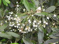 vignette Zygogynum pancheri subsp. rivulare